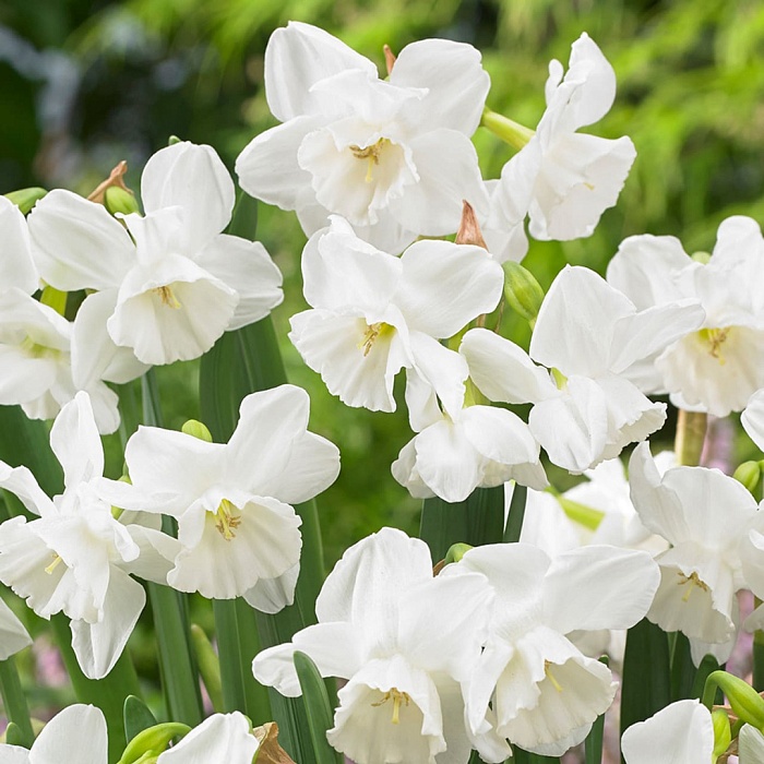 Нарцисс Элвинс Воис 10/+ 1шт (КолЛайн) 3шт/уп