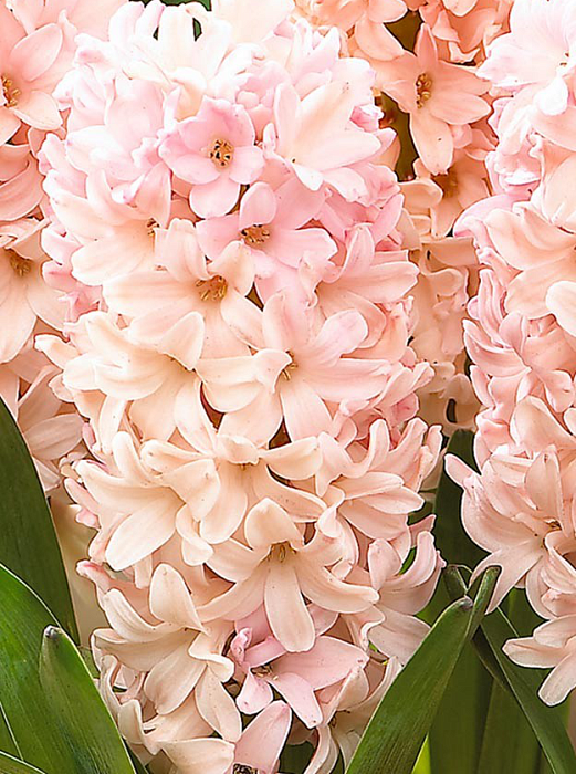 Гиацинт Априкот Пашшн 14/15 1шт (Садовита) 3шт/уп