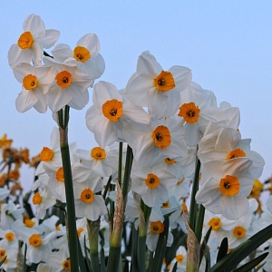 Нарцисс Гераниум 1шт (КолЛайн) 5шт/уп