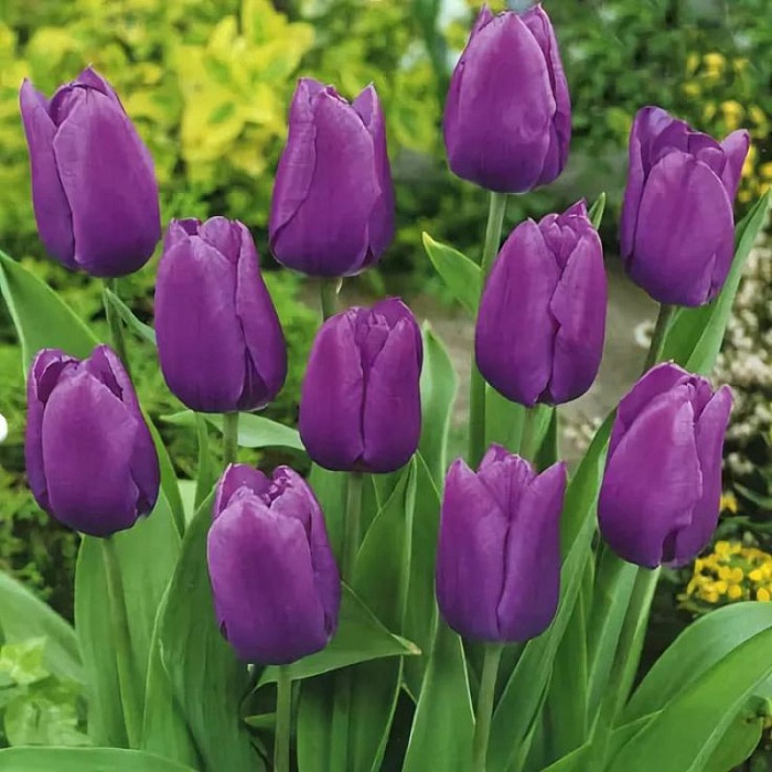 Тюльпан Блю Риббон 1шт (КолЛайн) 8шт/уп