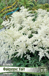 Астильба Файруоркс Уайт 1шт (КолЛайн)