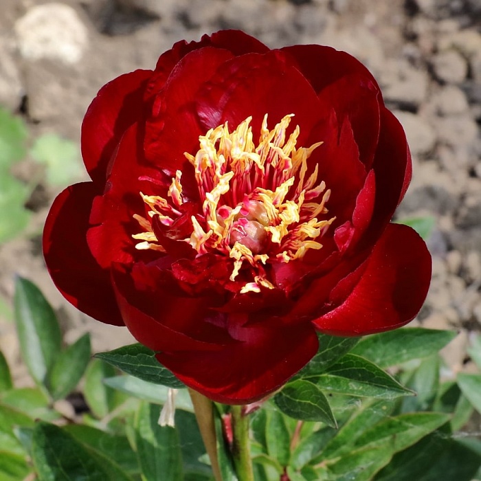 Пион Бакай Белле 1шт (КолЛайн)