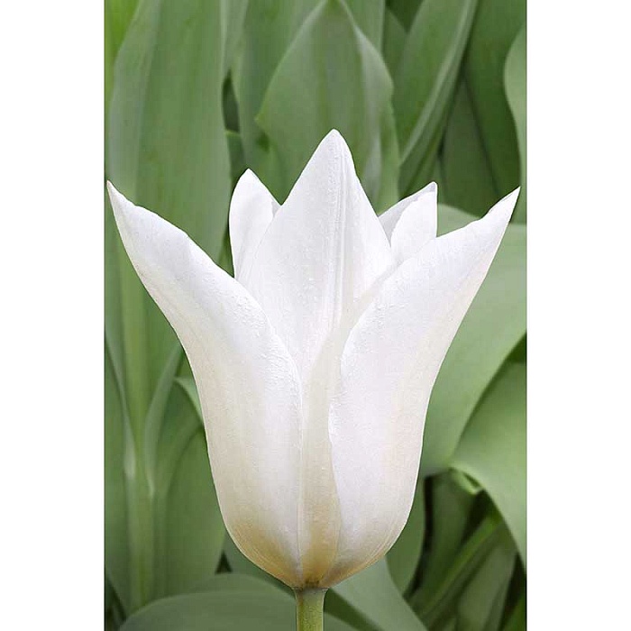 Тюльпан Уайт Триумфатор 11/12 1шт (Садовита) 7шт/уп