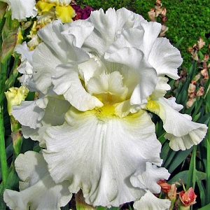 Ирис германский Элизабет Полдарк 1шт (КолЛайн)