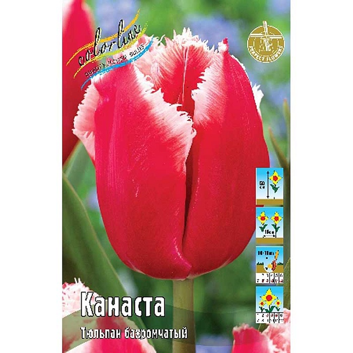 Тюльпан Канаста 1шт (КолЛайн) 7шт/уп 