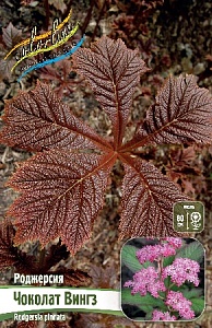 Роджерсия Чоколат Вингз 1шт (КолЛайн) 