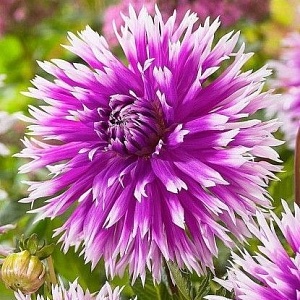 Георгина Тэйбл Дансер 1шт (КолЛайн)