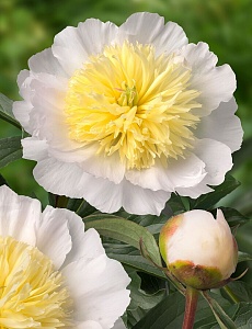 Пион Хани Голд 1шт (КолЛайн)