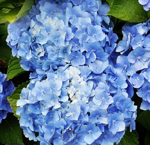 Гортензия Блауер Цверг 1шт (КолЛайн)