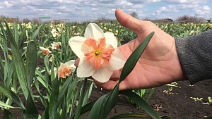 Нарцисс Прекоушес 1шт (КолЛайн) 3шт/уп