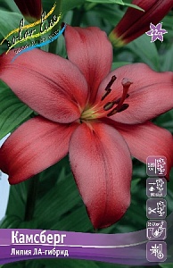 Лилия Камсберг 12/14 1шт (КолЛайн) 7шт/уп