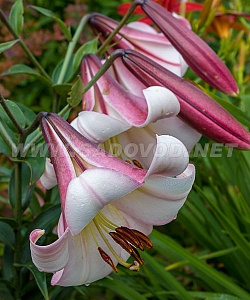 Лилия Истерн Мун 16/18 1шт (КолЛайн) 3шт/уп