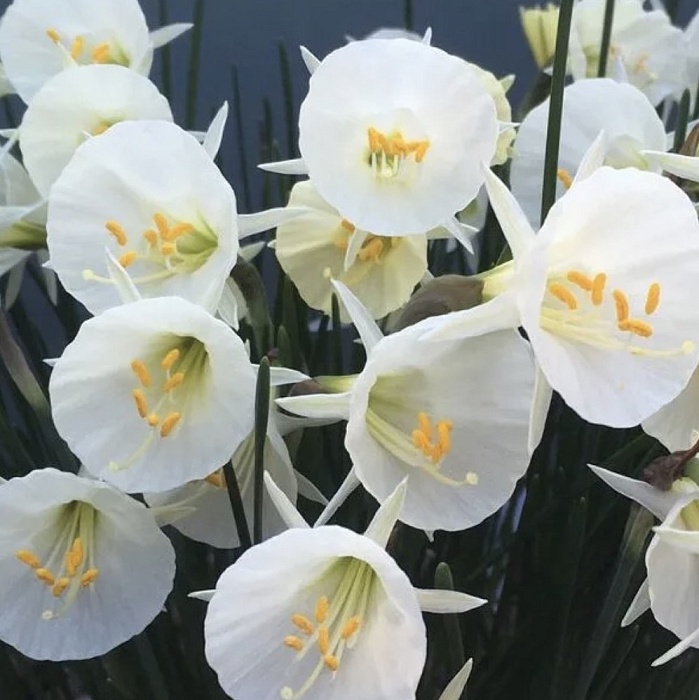 Нарцисс Артик Беллз 8/9 1шт (КолЛайн) 5шт/уп