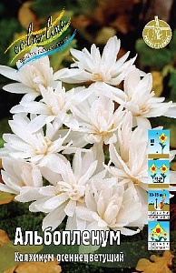 Колхикум Альбоплениум 13/+ 1шт (КолЛайн) 