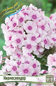 Флокс Кимерслендер 1шт (КолЛайн) 2шт/уп