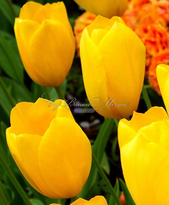 Тюльпан Биг Смайл 1шт (КолЛайн) 10шт/уп