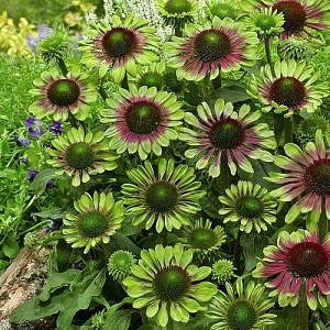 Эхинацея Грин Твистер 1шт (КолЛайн)