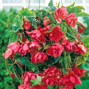 Бегония Пендула Розовая 1шт (КолЛайн)