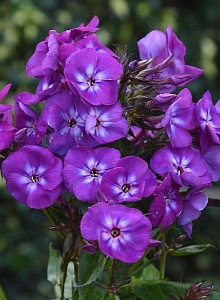 Флокс Адинда 1шт (КолЛайн) 2шт/уп