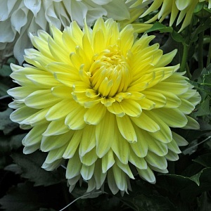 Георгина Бильбао 1шт (КолЛайн)