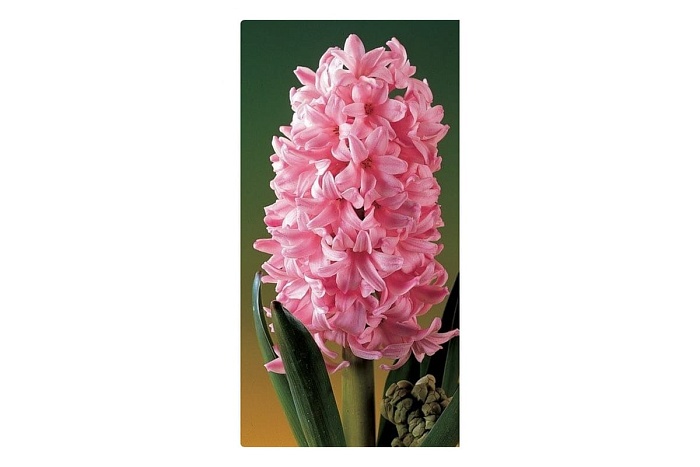 Гиацинт Фондант 14/15 1шт (КолЛайн) 3шт/уп