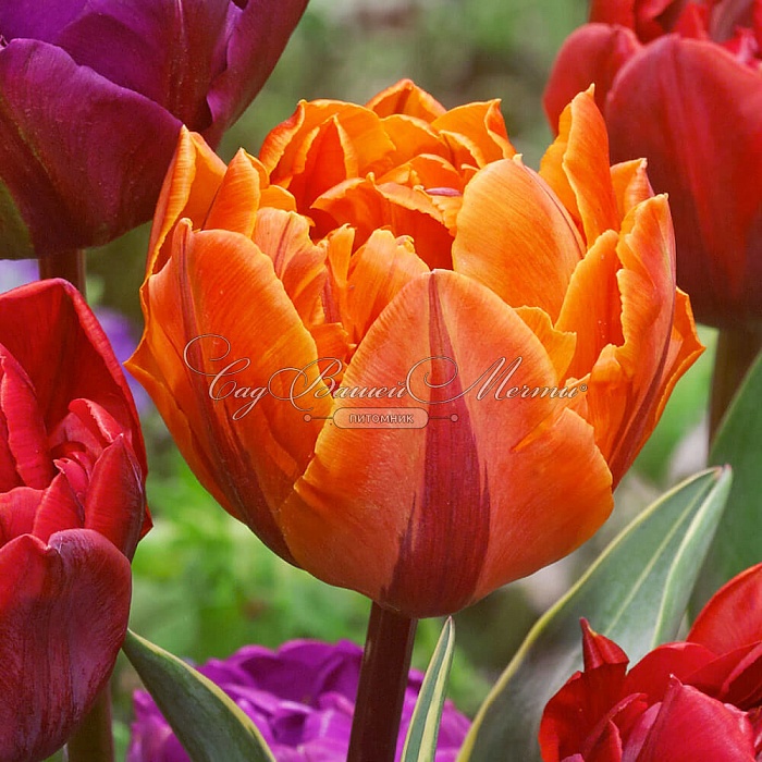 Тюльпан Оранж Принцесс 1шт (КолЛайн) 3шт/уп