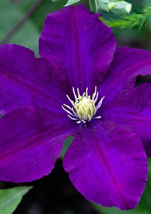 Клематис Распутин 1шт (КолЛайн)