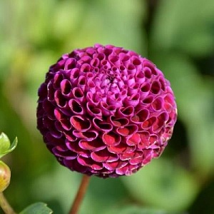 Георгина Рокко 1шт (КолЛайн)