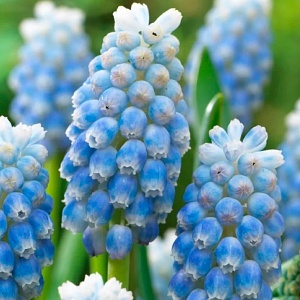 Мускари Пепперминт 1шт (Садовита) 8шт/уп