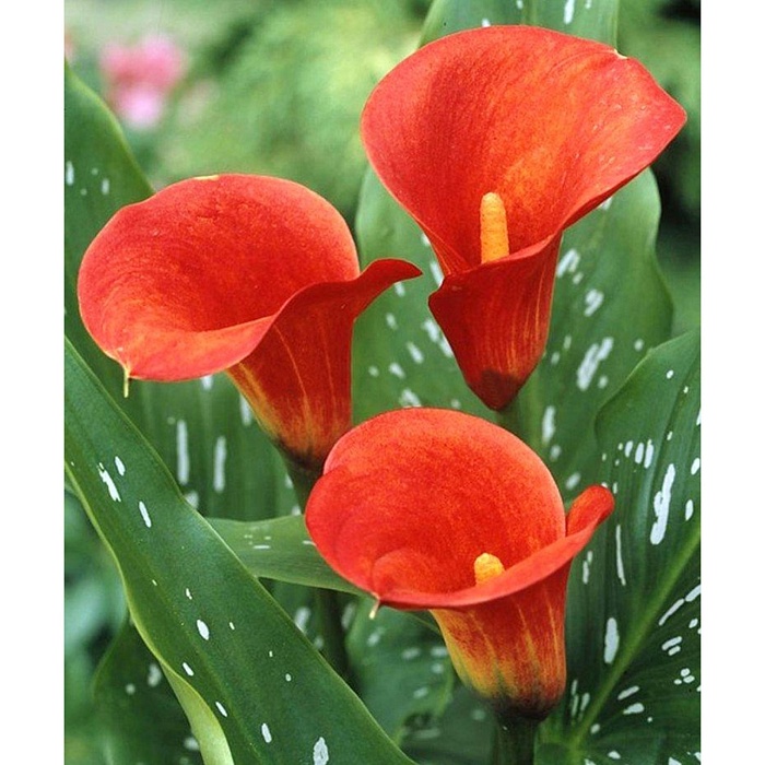 Калла Манго 1шт (КолЛайн) 2шт/уп