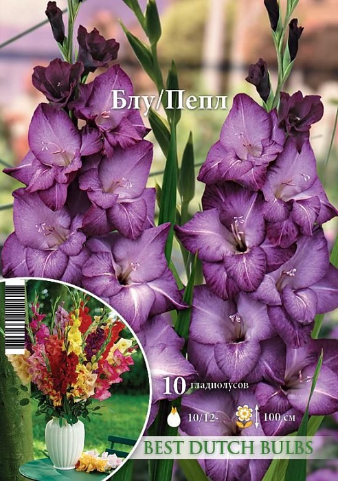 Гладиолус Блу/Пепл 10/12 1шт (НК) 10шт/уп