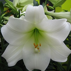 Лилия Уайт Триумфатор 12/14 1шт (КолЛайн) 2шт/уп