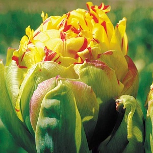 Тюльпан Фрейджюс 1шт (КолЛайн) 5шт/уп