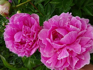 Пион Зе Фаун 1шт (КолЛайн)