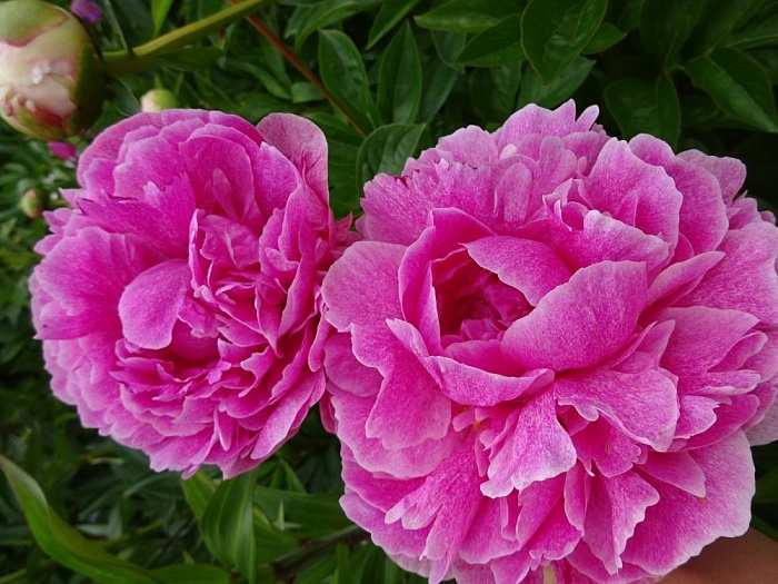 Пион Зе Фаун 1шт (КолЛайн)