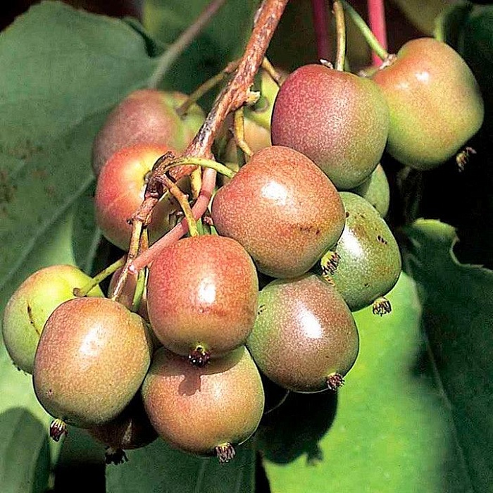 Актинидия Женева Аргута 1шт (КолЛайн) женский тип