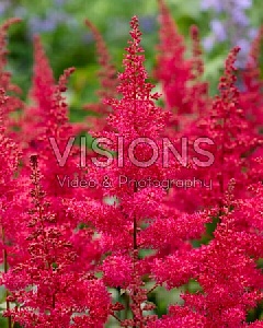 Астильба Ред Драмсет 1шт (КолЛайн)