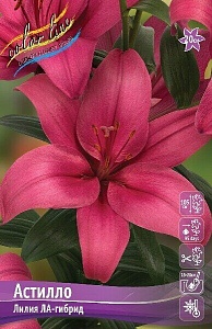 Лилия Астилло 12/14 1шт (КолЛайн) 7шт/уп