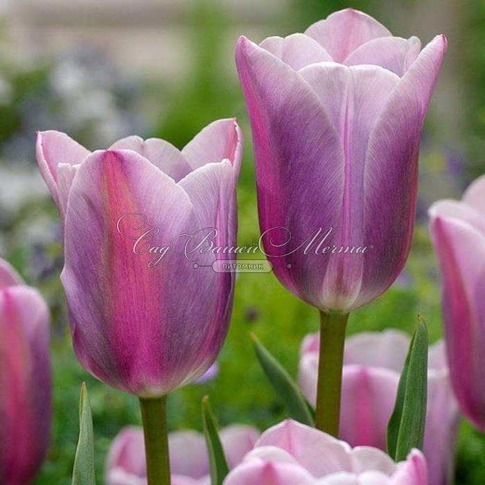 Тюльпан Монселла 1шт (КолЛайн) 7шт/уп