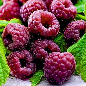 Малина Глен Кое 1шт (КолЛайн)