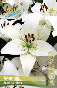 Лилия Айлинер 12/14 1шт (КолЛайн) 7шт/уп