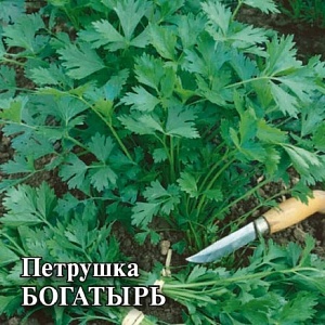 Петрушка листовая Богатырь 50г (Гавриш)