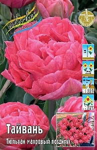 Тюльпан Тайвань 1шт (КолЛайн) 2шт/уп