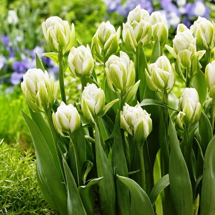 Тюльпан Бруклин 1шт (КолЛайн) 2шт/уп