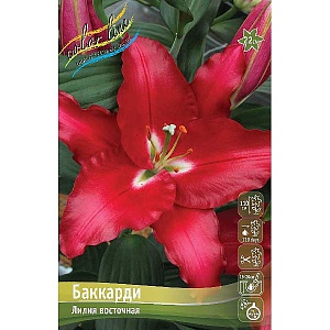 Лилия Баккарди 12/14 1шт (КолЛайн) 2шт/уп