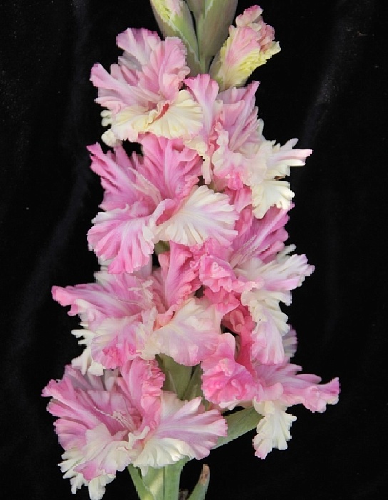 Гладиолус Жертва Гламура 1шт (ВХ) (3шт/уп) Новинка