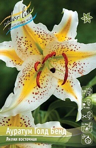 Лилия Аур.Голд Бенд 12/14 1шт (КолЛайн) 5шт/уп