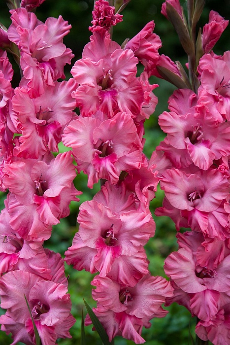 Гладиолус Кингстон Фриззлс 10/12 1шт (КолЛайн) 5шт/уп