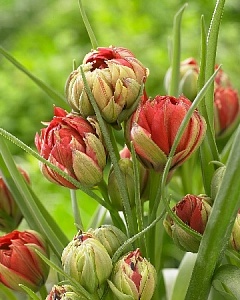 Тюльпан Саманта 1шт (КолЛайн) 7шт/уп