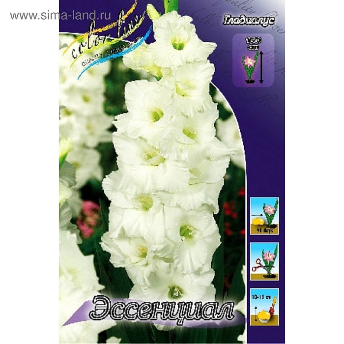 Гладиолус Эссенциал 10/12 1шт (КолЛайн) 8шт/уп